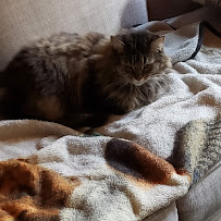 Ally 4 Pets - Photo 2 - Car repair in , Baltimore