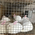 Photo n°5 de l'avis de Stefano.a fait le 01/05/2018 à 15:56 sur le  Agriturismo Balestrieri à Naples