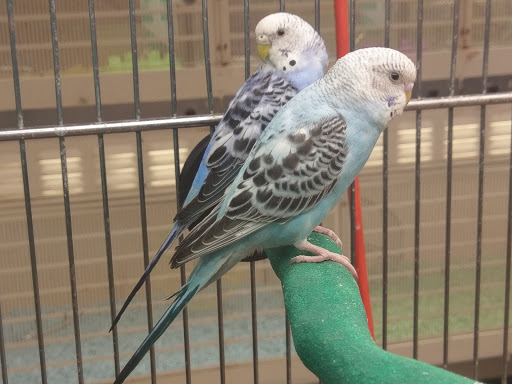 Pet Supply Store «PetSmart», reviews and photos, 5200 W Main St, Kalamazoo, MI 49009, USA