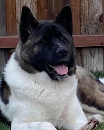 Canine Purpose - Photo 5 - Car repair in , Roseville