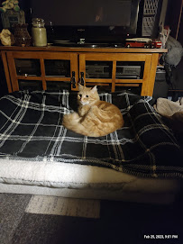 Petco - Photo 6 - Car repair in Windsor, CT, Hartford