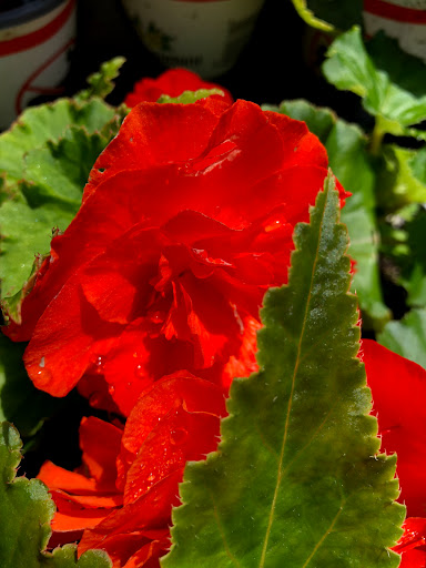 Garden Center «Stonewall Garden Center», reviews and photos, 4675 PA-447, Canadensis, PA 18325, USA