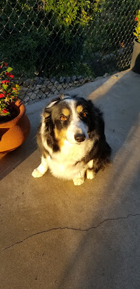 Cold Nose Pet Salon - Photo 7 - Car repair in Escondido, CA, Oceanside