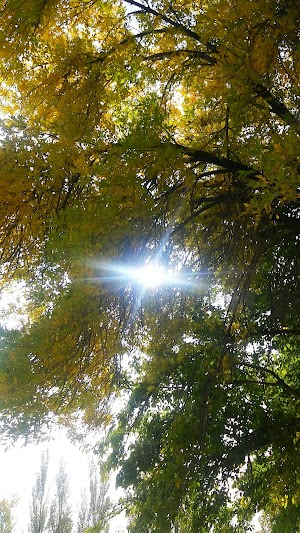 Spitz Park - photo 25