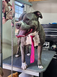 Petish Grooming Studio - Photo 8 - Car repair in Palmdale, CA, Palmdale