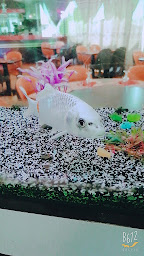 Photo n°47 de Les Saveurs Gourmandes à Bollène ()