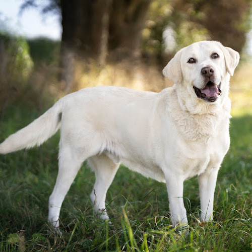Teléfono de Centro Veterinario MIS AMIGOS LOS ANIMALITOS