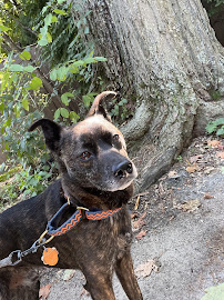 CaNine to Five, LLC - Photo 5 - Car repair in Arlington, MA, Cambridge