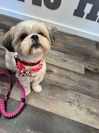 Woof Gang Bakery & Grooming Alamo Heights - Photo 6 - Car repair in San Antonio, TX, San Antonio