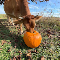 Revelation Paws Pet Boarding & Technician Services - Photo 2 - Car repair in Greencastle, PA, Hagerstown
