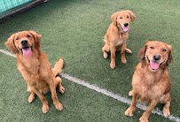 Quinntastic Dog Training - Photo 3 - Car repair in Denton, TX, Denton