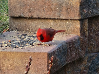 Ace Carpet Cleaning Co - Photo 5 - Car repair in Canton, OH, Canton