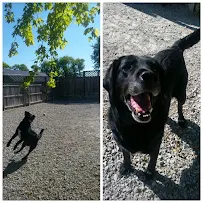 Tanglewood Kennels LLC - Car repair in St. Charles, IL, Aurora - Rated 4.9/5