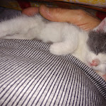 Photo n°1 de l'avis de Angelo.o fait le 15/09/2019 à 10:40 sur le  Happy Boys à Azzano San Paolo