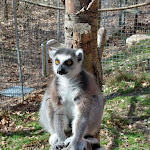 Photo n°10 de l'avis de Dany.i fait le 25/03/2023 à 17:53 sur le  Tier-Erlebnispark Bell à Bell