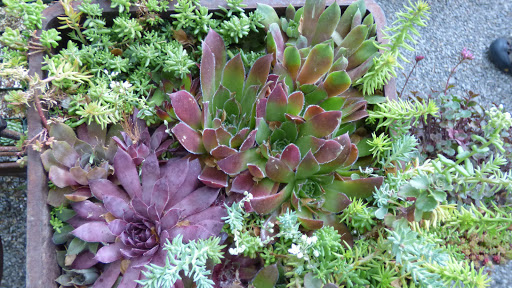 Garden «Sierra Water Gardens», reviews and photos, 2110 Dickerson Rd, Reno, NV 89503, USA