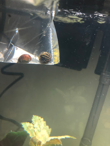 Tropical Fish Store «Living Art Aquarium», reviews and photos, 708 S Gammon Rd, Madison, WI 53719, USA