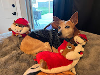 Happy Critters Pet Sitters - Photo 8 - Car repair in Salado, TX, Temple