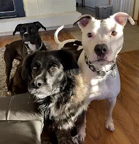 Big Sky Pet Center - Car repair in Billings, MT, Billings - Rated 4.8/5