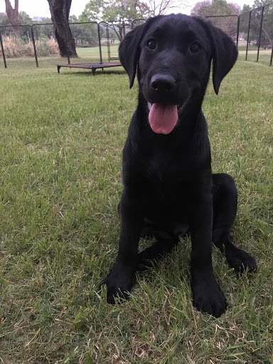 Pet Supply Store «Pet Supplies Plus», reviews and photos, 2201 US-281, Marble Falls, TX 78654, USA