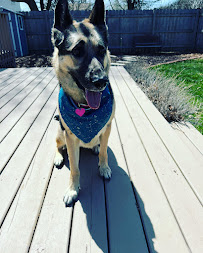 Woofman's Lodge Pet Resort - Photo 2 - Car repair in Kenosha, WI, Racine