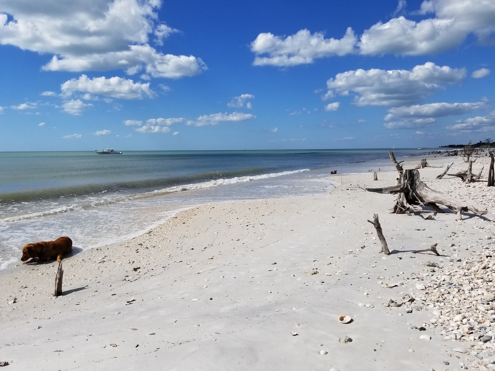 Fotografie cu Keewaydin Island beach zonele de facilități