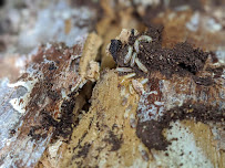 Earthwise Pest Management - Photo 6 - Car repair in Sacramento, CA, Sacramento