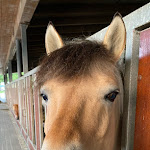 Photo n°6 de l'avis de Olga.o fait le 01/07/2023 à 07:02 sur le  Hof Kirchhorst - Hotel & Ferienhof à Groß Wittensee