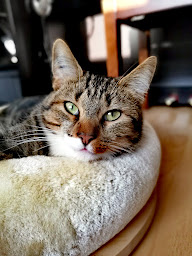 Photo n°12 de Entre Chat & Moi | Stéphanie Le Gendre, Comportementaliste félin, spécialiste de la relation chat-humain à Rennes ()