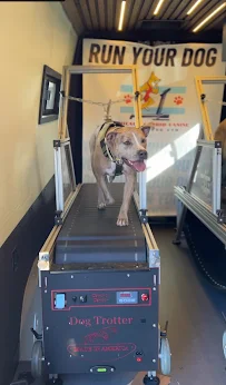 Chicago Cardio Canine - Car repair in , Elgin - Rated 5.0/5
