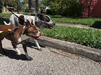 Adam's Dog Walking, LLC - Photo 2 - Car repair in , West Palm Beach