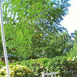 Photo n°31 de l'avis de F. fait le 15/07/2023 à 21:07 sur le  Hotel Villa Saba à Bellaria - Igea Marina