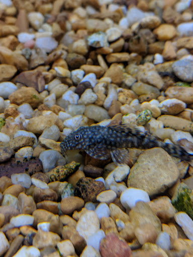 Pet Supply Store «Pet Supermarket, Inc.», reviews and photos, 598 N McCarran Blvd, Sparks, NV 89431, USA