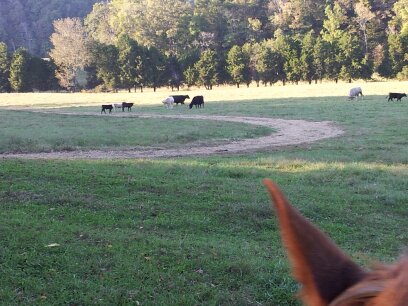 Horseback Riding Service «Long C Trails», reviews and photos, 8959 Hanes Rd, Westmoreland, TN 37186, USA