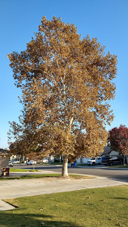 Pulido & Sons Tree Services