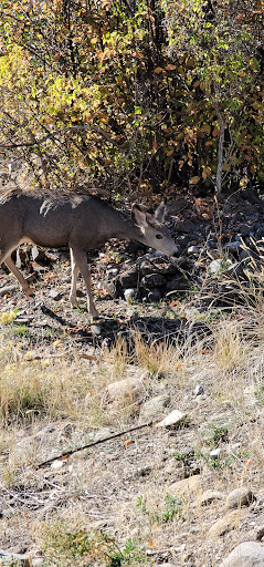 Park «Nature Park», reviews and photos, 2250 Gold Ave, Helena, MT 59601, USA