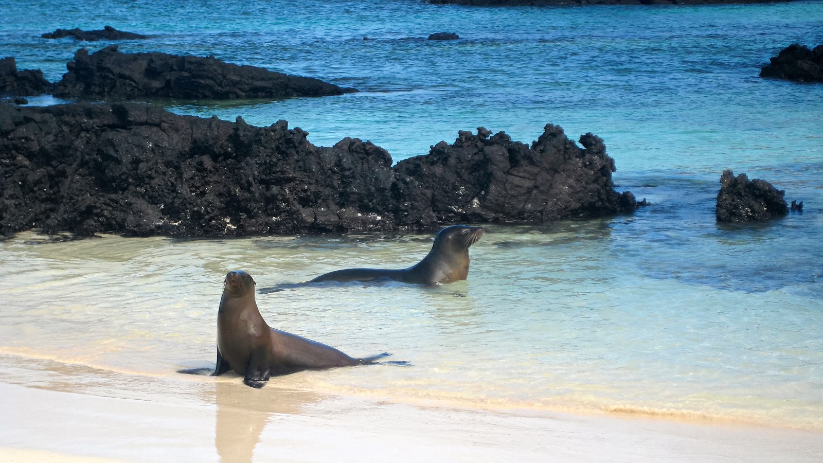 Foto van Playa Cerro Brujo wilde omgeving