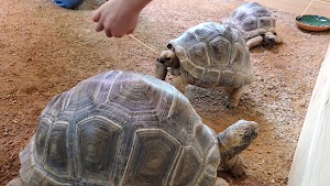 Zoo Chateau - photo 33
