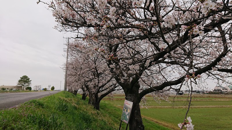 釜ケ渕の桜並木