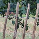 Photo n°2 de l'avis de Andreas.a fait le 18/08/2021 à 06:47 sur le  Gutsschänke Neustädter Hof Obernburg-Eisenbach à Obernburg