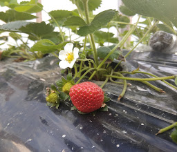 Organic Farming Garden photo