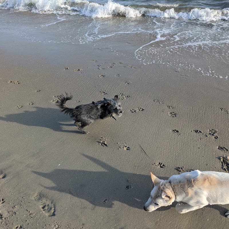 Rosie's Dog Beach