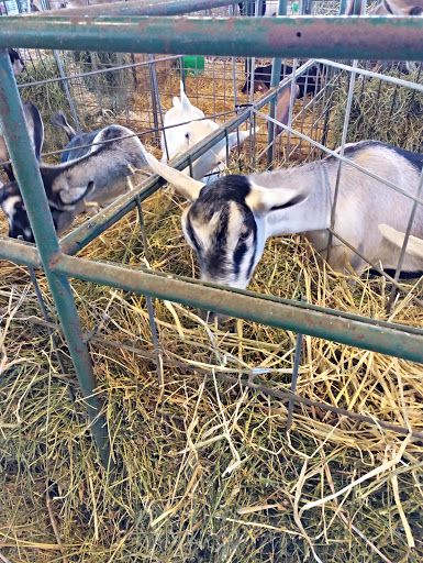 Association or Organization «Mendocino County Fair and Apple Show», reviews and photos