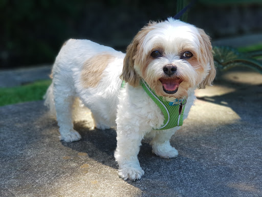 Park «Grover Cleveland Park», reviews and photos, Brookside Ave & Runnymede Rd, Essex Fells, NJ 07021, USA