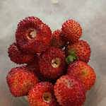 Photo n°1 de l'avis de Elisabetta.u fait le 10/02/2024 à 18:59 sur le  Trattoria da Tittò à Genzano di Roma