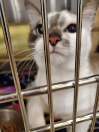 PetSmart - Photo 4 - Car repair in Cuyahoga Falls, OH, Akron