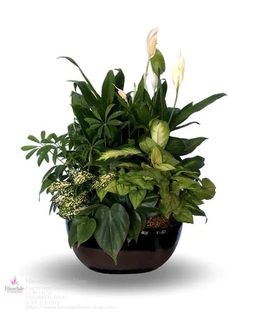 Florist «Hinsdale Flower Shop», reviews and photos, 17 W 1st St, Hinsdale, IL 60521, USA