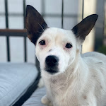 Photo n°15 de l'avis de gabriele.o fait le 05/07/2023 à 16:25 sur le  Bolgheri Green à Castagneto Carducci