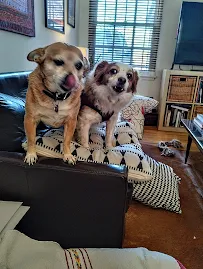 Naughty George pet sitting and dog walking - Car repair in , Los Angeles - Rated 0.0/5