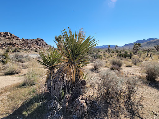 National Park «Joshua Tree National Park», reviews and photos